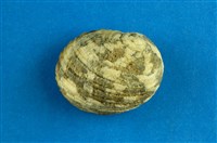 藏品(大圓蜑螺)的圖片